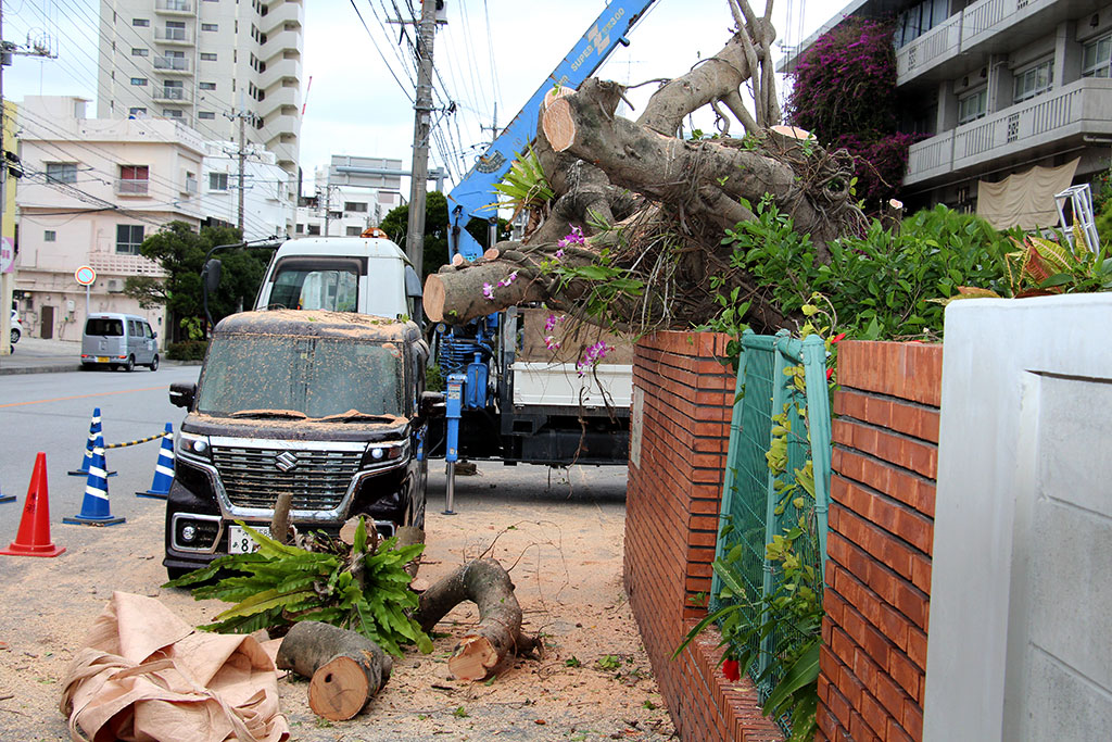 旧正門横の那覇高校のシンボルである長寿のガジュマルが強風で倒され、停車中の車を直撃した為枝は伐採された。